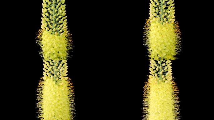 盛开的黄色爱乐花花开延时花盛开花开特写