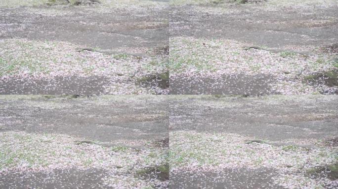 樱花花瓣在春风中滚动 “慢镜头”