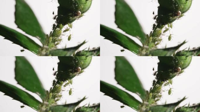 幼小植物上的蚜虫