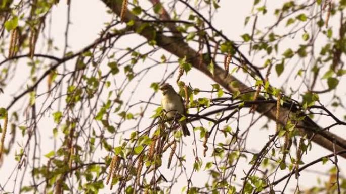 早春，柳莺 (Phylloscopus trochilus) 在桦木中大声唱歌