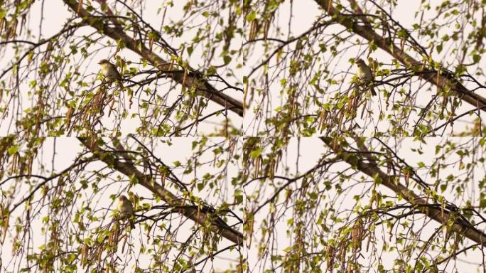 早春，柳莺 (Phylloscopus trochilus) 在桦木中大声唱歌