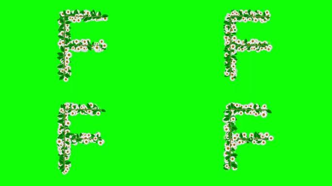 绿色屏幕背景上有雏菊花的英文字母F