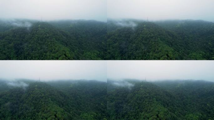 4k森林大自然流水风景树林山水自然山山川