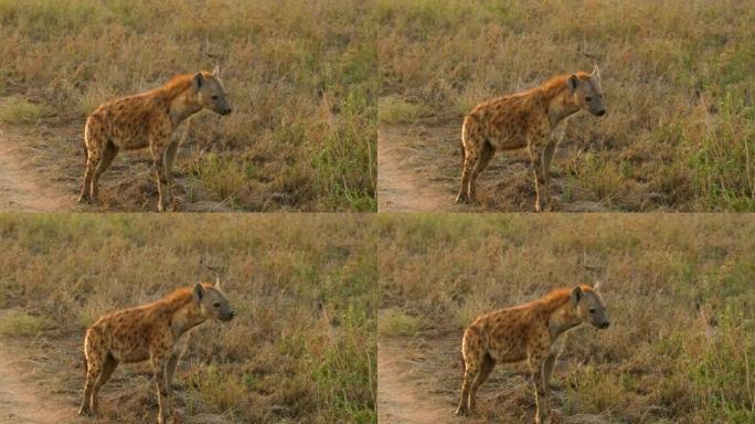 一只好奇善良的鬣狗站在野外的路边