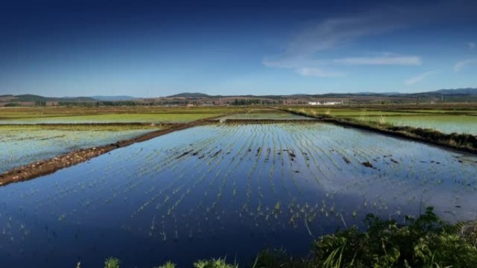 稻田-耕地三农业农田园耕地种植大米水稻丰