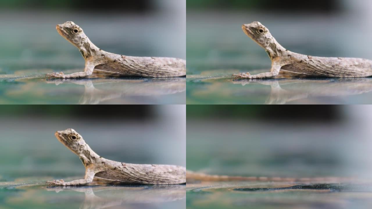 高清视频变色龙鬃毛 (Bronchocela jubata) 在地板上爬行。一种来自Agamidae