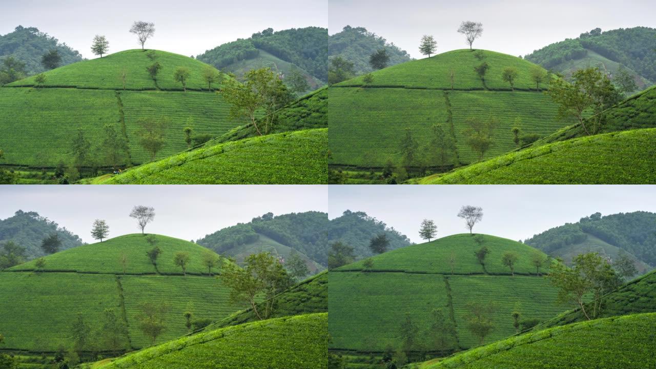 越南北部河内附近的Tan Son区Long Coc的茶园周围移动的雾和云的时间流逝