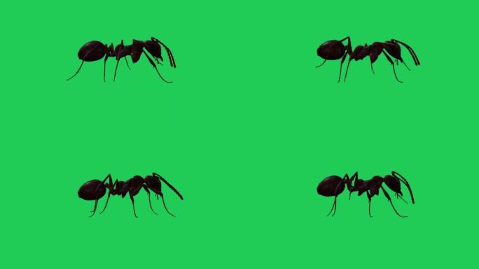 蚂蚁走在绿屏上