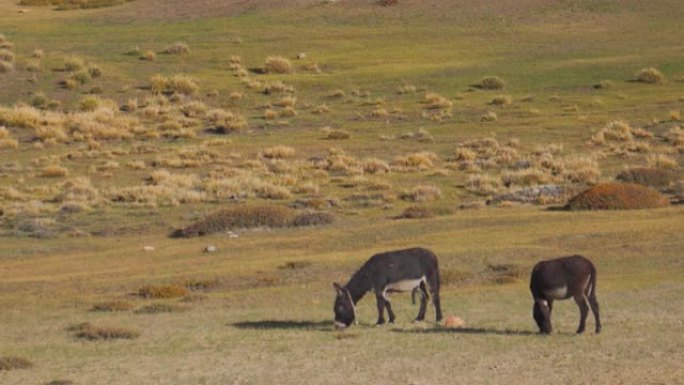 驴子在印度喜马al尔邦斯皮蒂山谷美丽的山地草地上放牧草。农业中的动物。山里的牲畜。