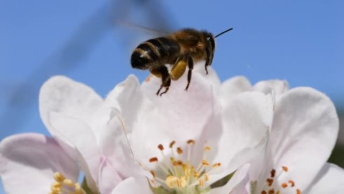 宏射蜜蜂授粉春树白花盛开。慢动作飞行蜜蜂覆盖着花粉，从白色苹果花中收集花蜜。春天的苹果花关闭。