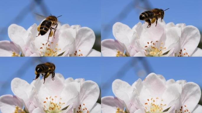 宏射蜜蜂授粉春树白花盛开。慢动作飞行蜜蜂覆盖着花粉，从白色苹果花中收集花蜜。春天的苹果花关闭。