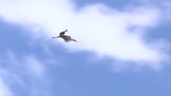 白鹳 (Ciconia ciconia) 飞行的4k视频