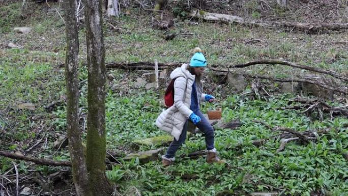 白人妇女在户外寻找野生大蒜叶或拉姆森野花