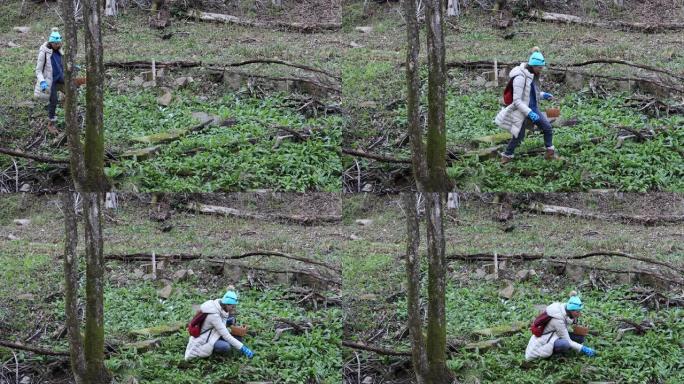 白人妇女在户外寻找野生大蒜叶或拉姆森野花