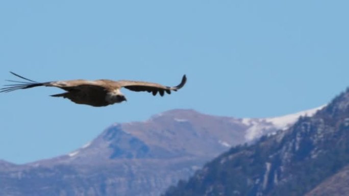法国上普罗旺斯阿尔卑斯省韦尔登峡谷上空飞行的狮鹫