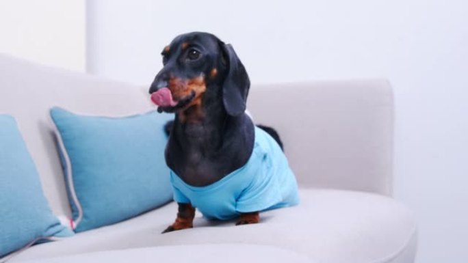 腊肠狗坐在现代灰色沙发上，蓝色靠垫