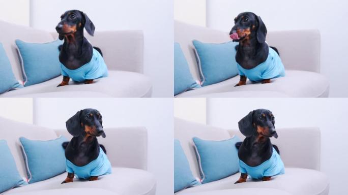 腊肠狗坐在现代灰色沙发上，蓝色靠垫