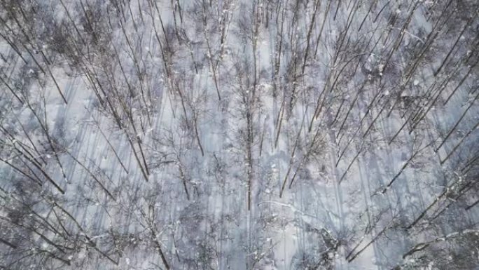 雪林的空中后退空中后退风景