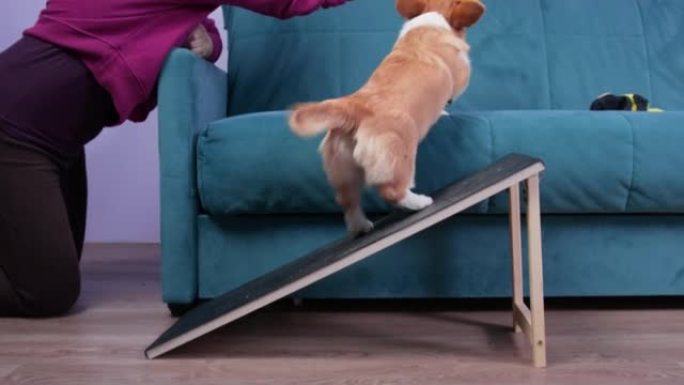处理者或主人教笨拙的威尔士柯基犬彭布罗克或开衫小狗爬到坡道上的沙发上，以干巴巴的食物作为奖励。短腿宠