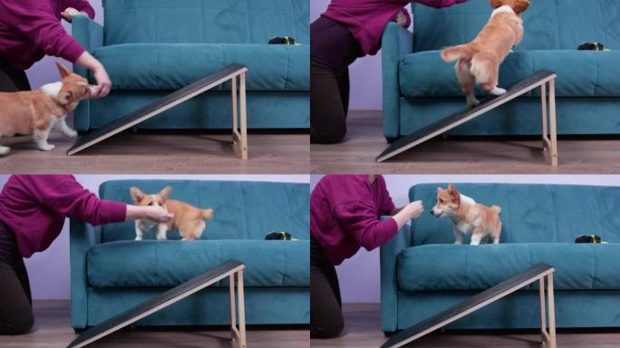 处理者或主人教笨拙的威尔士柯基犬彭布罗克或开衫小狗爬到坡道上的沙发上，以干巴巴的食物作为奖励。短腿宠