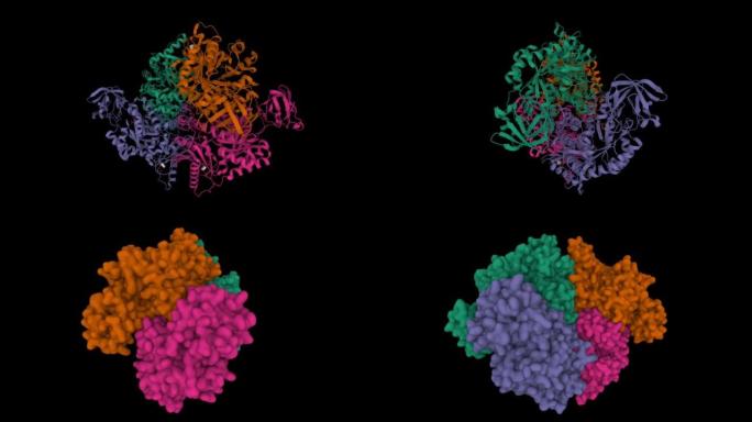 人红细胞丙酮酸激酶四聚体的结构