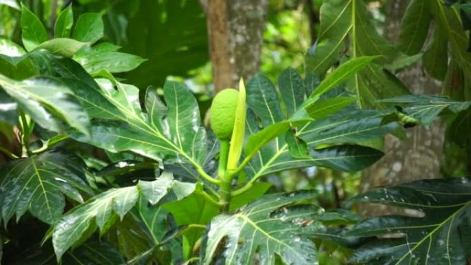 树上的面包果 (Artocarpus altilis)。面包果可以煮熟后食用，也可以进一步加工成各种