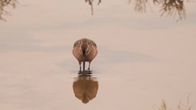 在湿地中觅食的长嘴dowitcher (Limnodromus scolopaceus)