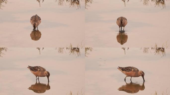 在湿地中觅食的长嘴dowitcher (Limnodromus scolopaceus)