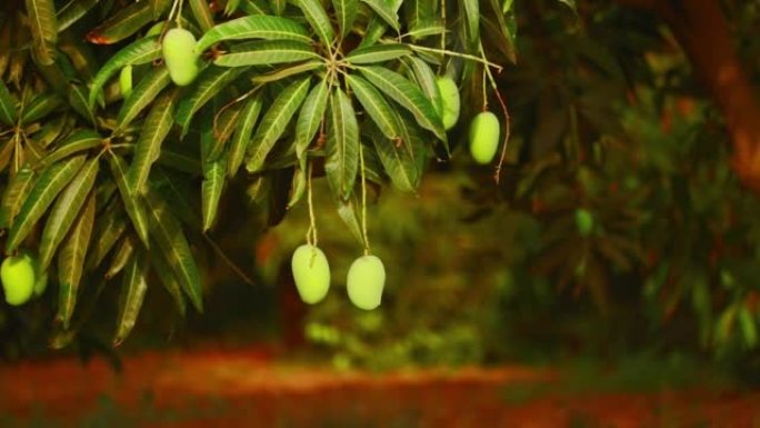 芒果的种植，新鲜的芒果在树上抓住，小的Kesar芒果 (keri) 水果挂在树上在芒果园，芒果在树上