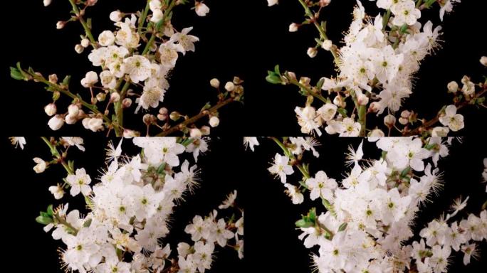 樱花。樱桃树的树枝上绽放着白色的花朵。