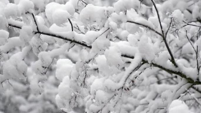 白雪皑皑的树枝在风中挥舞