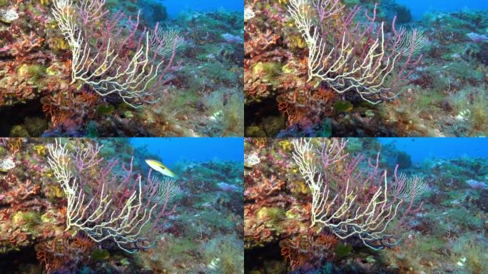 深海床中的戈尔贡人-马略卡岛的水肺潜水