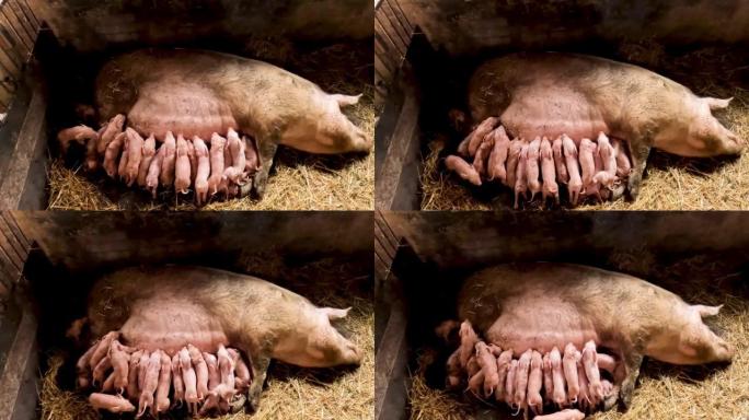 一头母猪和许多小猪哺乳牛奶。一组小猪和一只大猪。