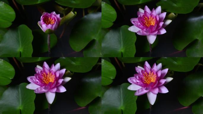 池塘中粉红色睡莲开口的延时。美丽的粉红色睡莲在池塘中绿叶。水面上漂浮着反射的睡莲