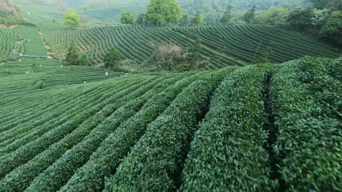 FPV穿越机杭州龙坞西湖龙井自然风光素材