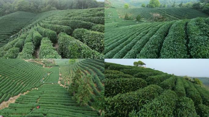 FPV穿越机杭州龙坞西湖龙井自然风光素材