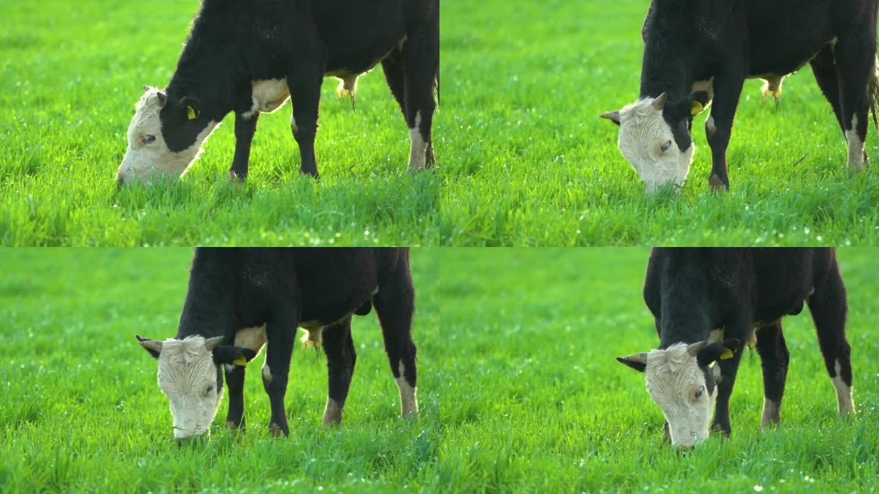田里的奶牛，在澳大利亚的草地和牧场上放牧，在农场里放牧。农业工业。牛吃干草和青贮饲料。品种包括斑点公