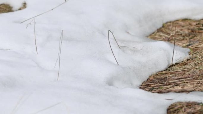季节变化时融雪的自然现象。春日干草上的最后一场雪。特写。