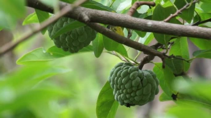 具有自然背景的Annona squamosa (也称为Srikaya)。在传统的印度，泰国和美国医学