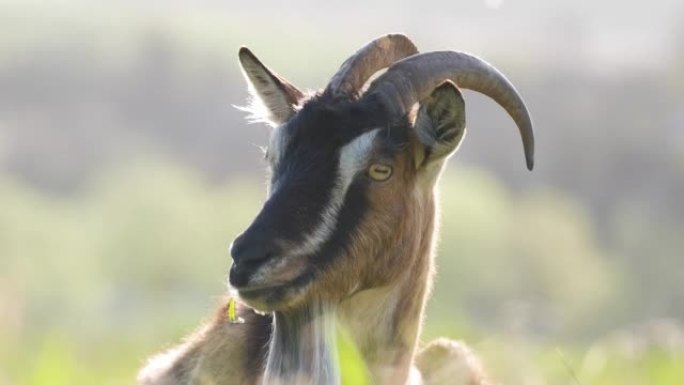 夏天，留着长胡子和角的国产奶山羊在绿色的牧场草地上休息。在农场草地上饲养牛