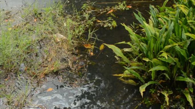 塑料废物和油渍漂浮在沟里。水中与植物混合的垃圾和污垢。