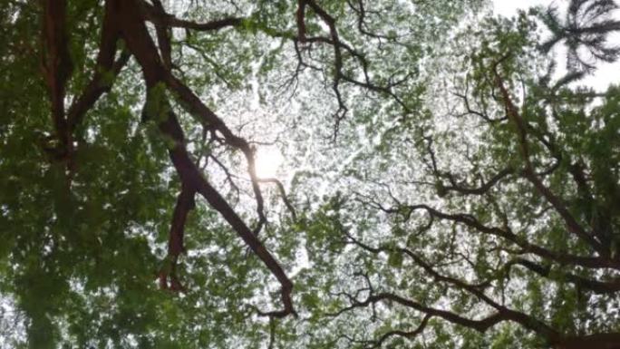4k拍摄的大绿树树枝和阳光来自印度果阿Bom耶稣纪念碑大教堂附近的树下。树冠害羞现象，树冠互不接触。