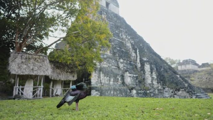 Tikal玛雅金字塔附近的ocellayc火鸡