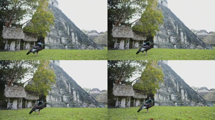 Tikal玛雅金字塔附近的ocellayc火鸡