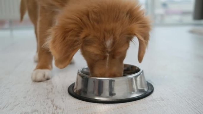 托勒小狗从碗里喝水
