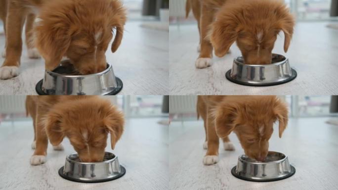 托勒小狗从碗里喝水