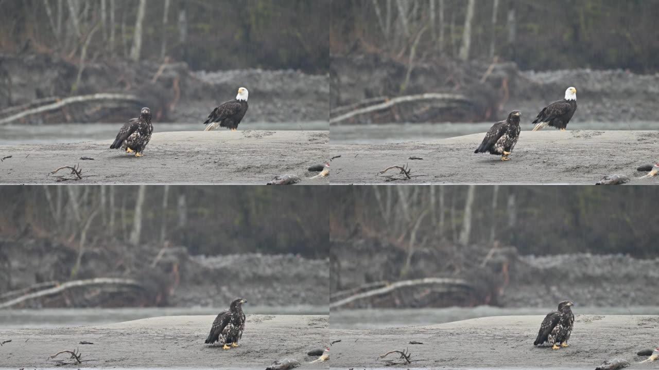 不列颠哥伦比亚省弗雷泽谷的白头海雕 (Haliaeetus leucocephalus)