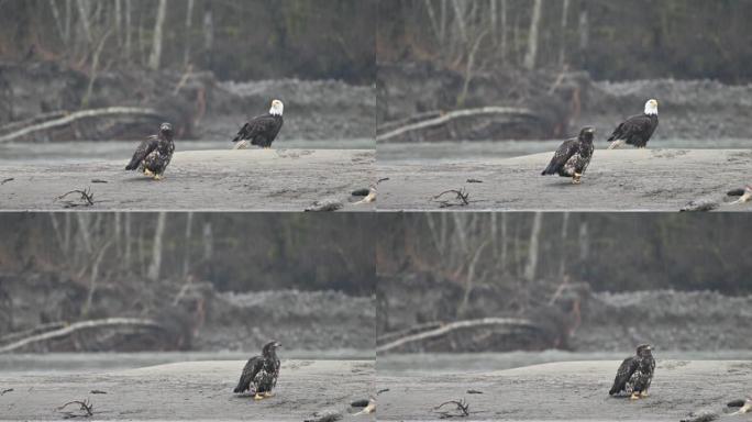 不列颠哥伦比亚省弗雷泽谷的白头海雕 (Haliaeetus leucocephalus)