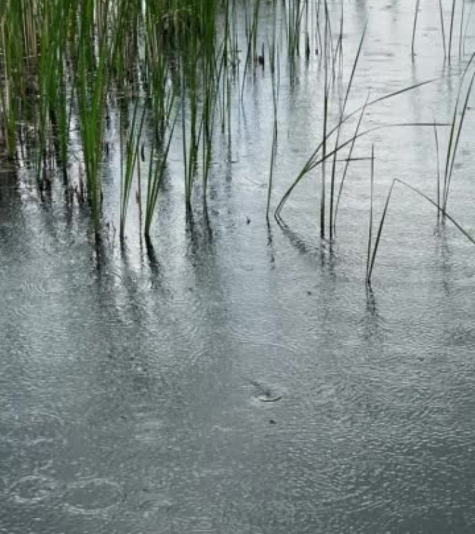 湖面上的雨滴