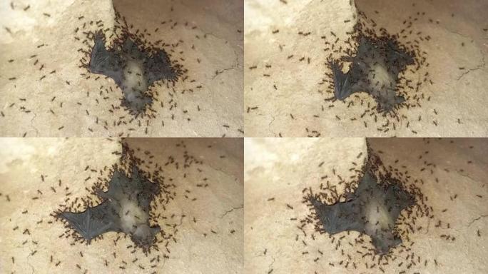 黑蚂蚁在地板上拿着活的小蝙蝠。